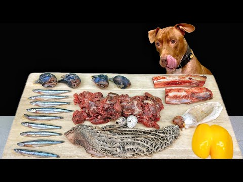 ここでしか聞けない咀嚼音!!ピットブルが豪快に骨付き肉を噛み砕くASMR