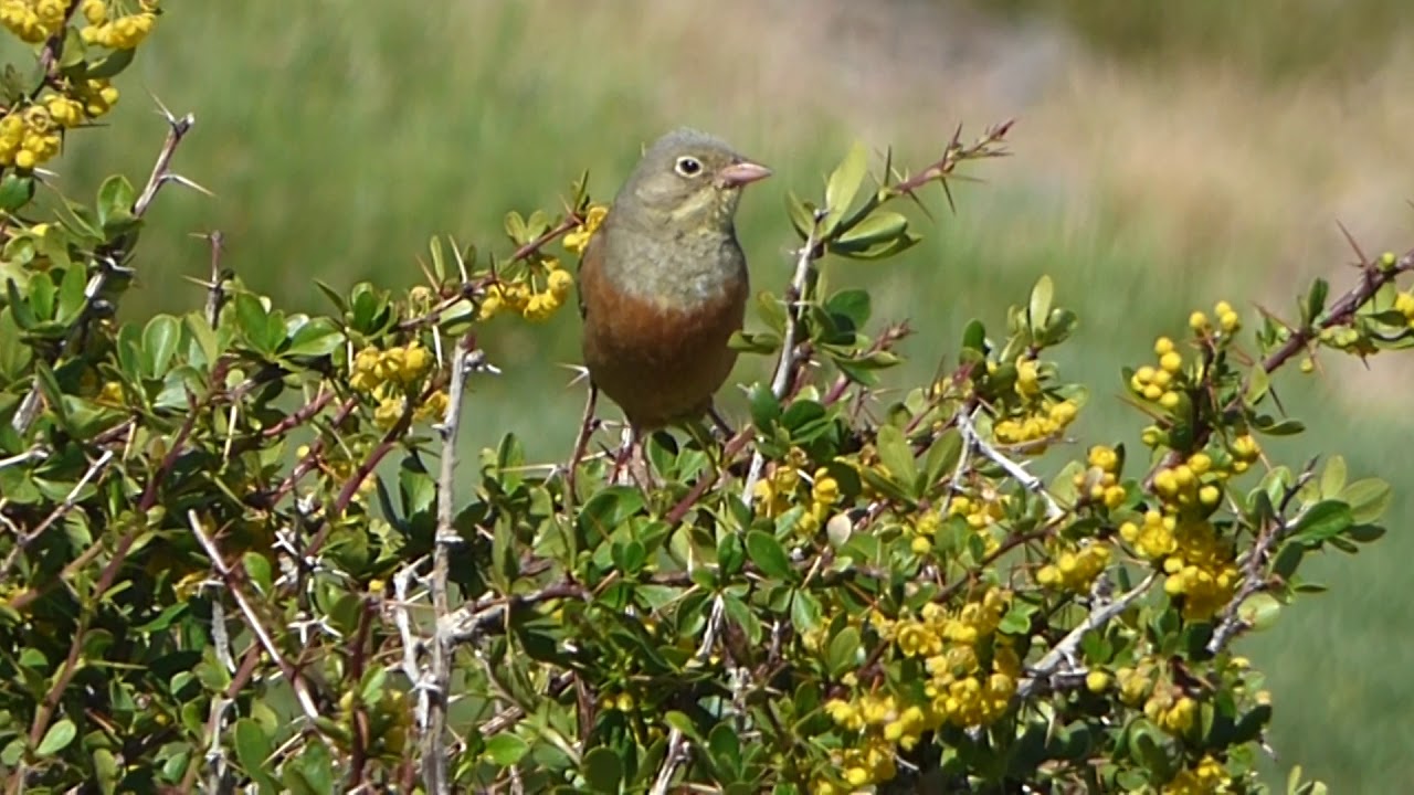 Precioso macho de Escribano hortelano - Ortolan bunting - Emberiza