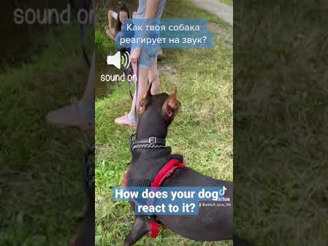 How does your dog react to it #dog #doberman #собака #рычит