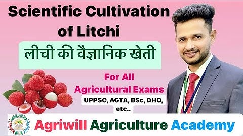 Cultivation of Litchi | लीची की खेती | Vareity of Litchi | Horticulture Crop Production | #upagta