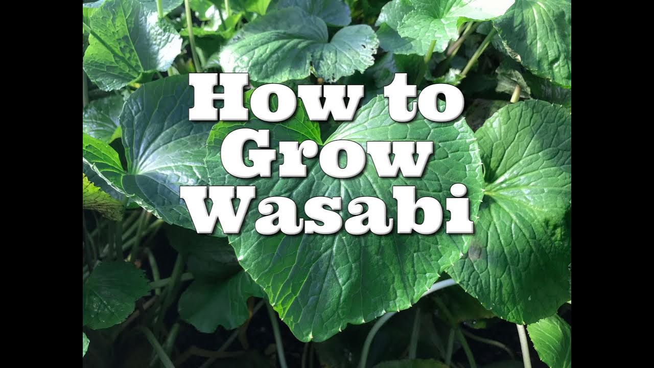 How to Grow Wasabi In Your Backyard Portland Culinary Podcast Episode