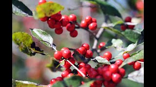 Winterberry Holly Ilex Verticillata 