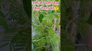 शमी की पत्तियां कौन कौन से देवता को चढ़ाना चाहिए? | #shorts #ytshorts #viral #shami #gardening