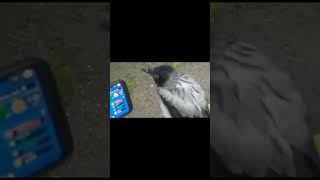Bopoh    Vs    