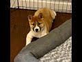 Meet shiba inu puppy