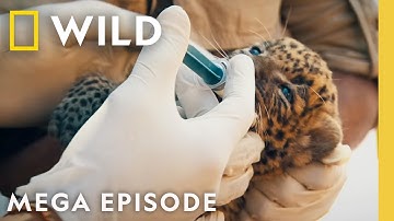 Leopards, Tigers, & Elephants | Jungle Animal Rescue | MEGA EPISODE | Nat Geo Animals