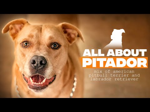 Video: Informacije o pasmi Labrador Retriever | Doggie Matchmaker