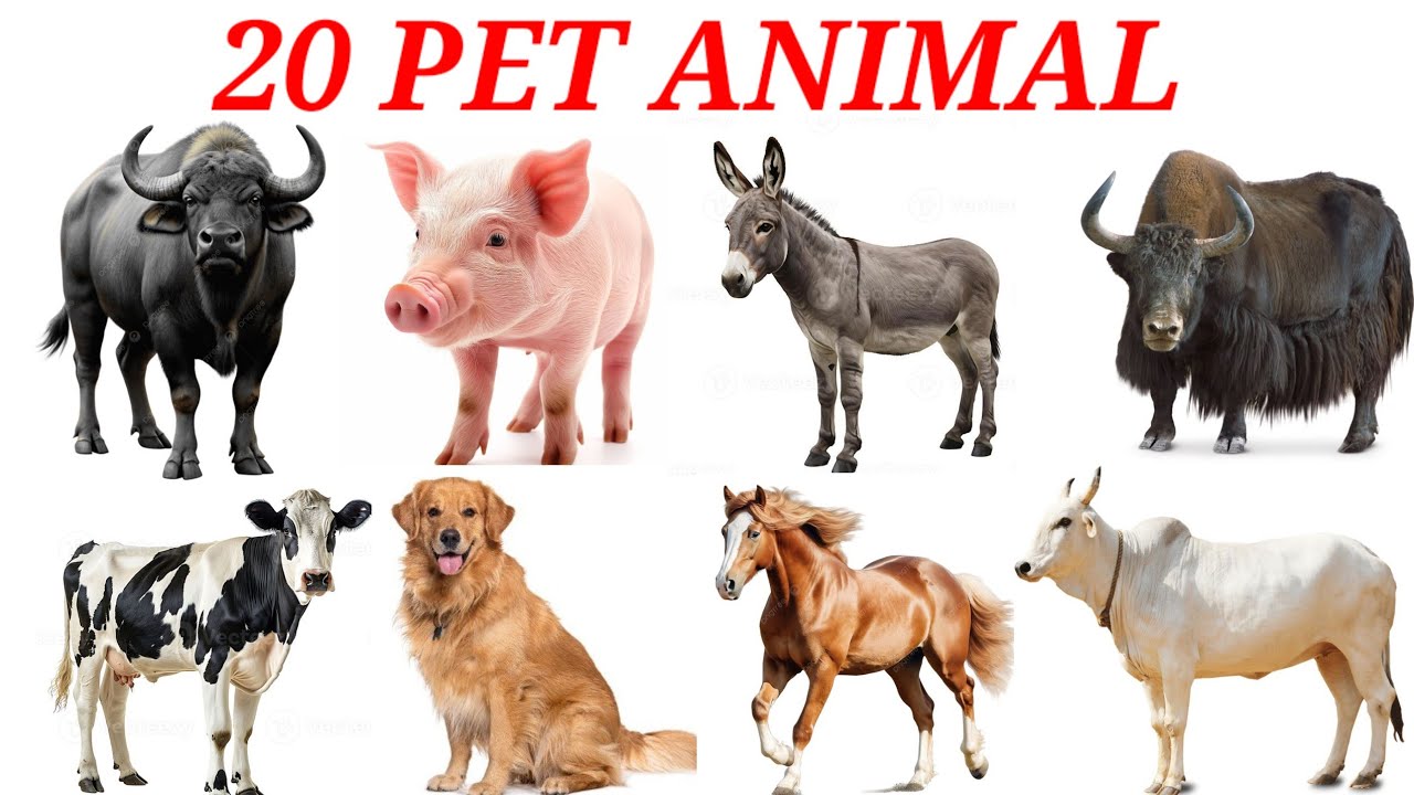 Pet animal name for kids | kids learning pet animal name | kids ...