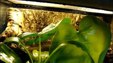 whites Tree Frogs Calling