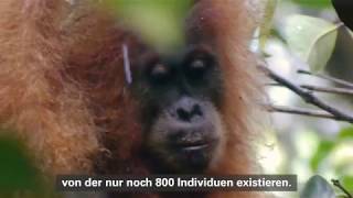 Download Lagu Tapanuli Orang-Utan MP3