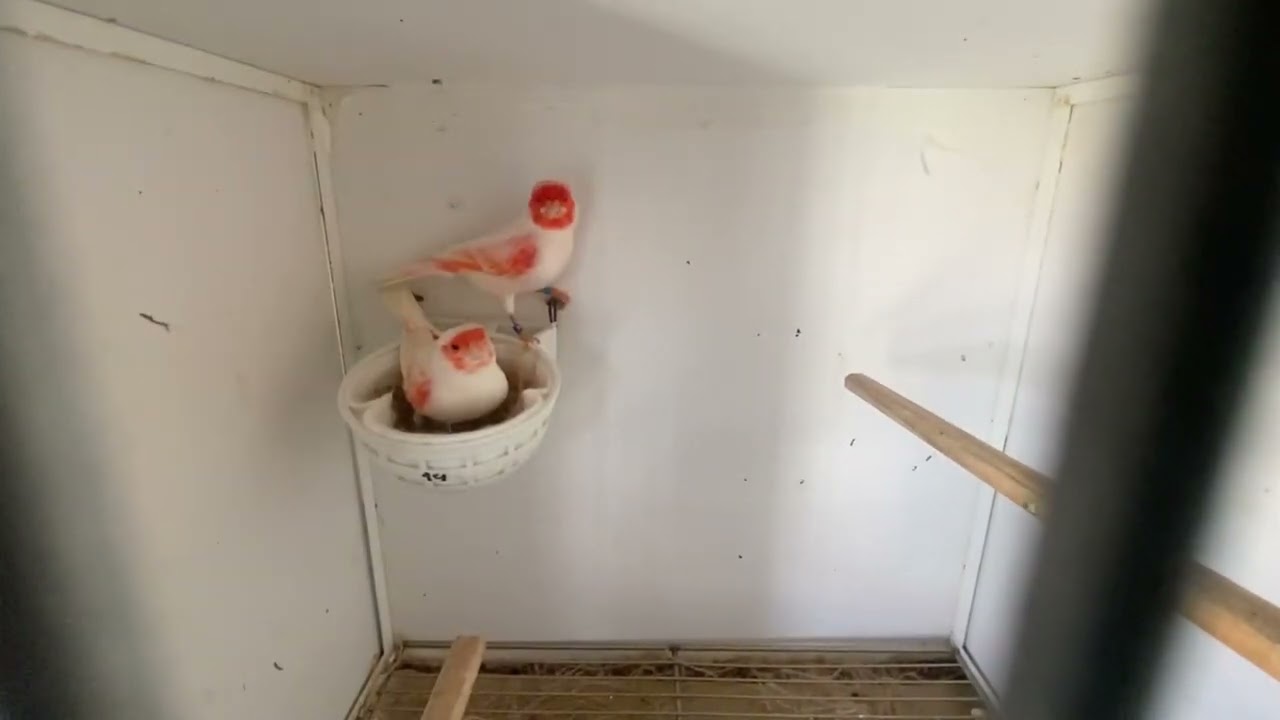 Paixão pelos canários 117