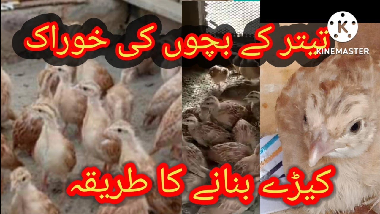 تیتر کے بچوں کی خوراک اور کیڑے بنانے کا طریقہ  teetar k bacho k khorak  keere bnane ka tareeka