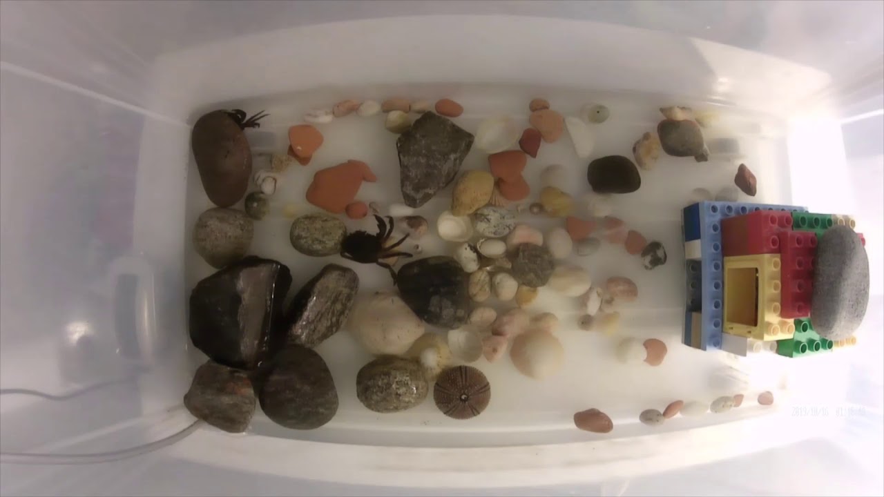 Carcinus maenas 2 - Crabs in the night atmosphere