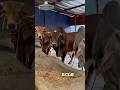 Brahmanbaria ar Mohammad Agro 2026 collection. #biggestbull #bull #qurbani #cow #cattlefarm