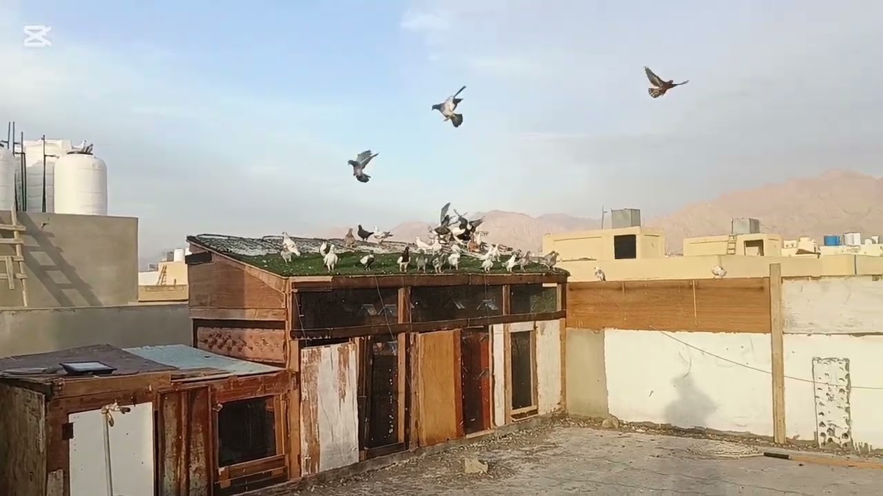 كش المخالف مع الفراخ والمسود الجديد مع المعلم يزن