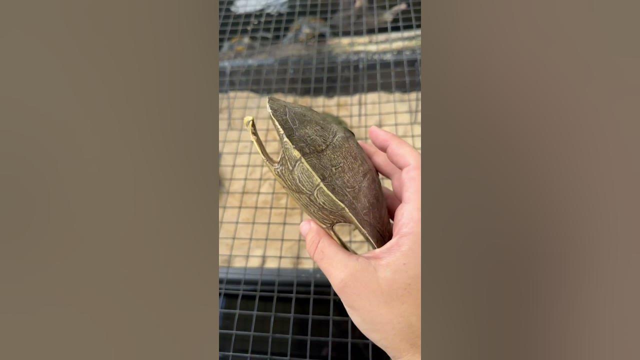 TURTLES SHEDDING Their ENTIRE SHELL? π±π’ TURTLES SHEDDING Their ENTIRE SHELL? π±π’