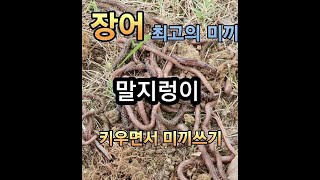 민물장어낚시 최고의 미끼 말지렁이 잡아서 대물 잡아보자