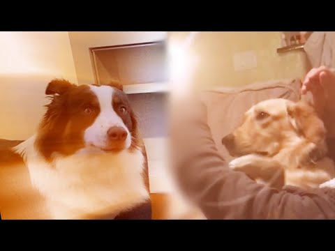 "My dog watching my dad launching a nuclear missile on my other dog" Pt.2