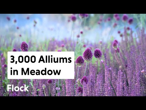 Vídeo: Cultivando Alliums: Informações sobre o Allium Care