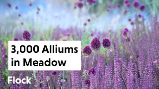 Bold & Beautiful: Planting 3,000 ALLIUMS in the Meadow — Ep. 135