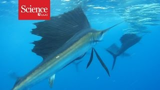 Sailfish ‘slasher film’ sheds light on evolution of group hunting