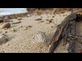 ПЛЯЖ УСЫПАН НАХОДКАМИ! КОП ПО ВОЙНЕ! БАЛЬГА! WW2 METAL DETECTING