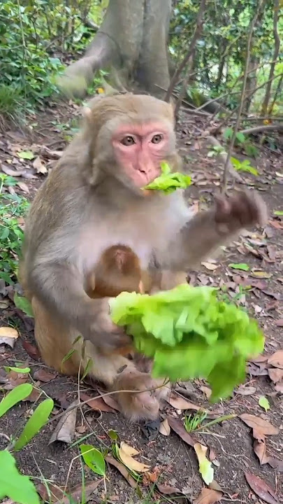 Makan rakus lucu #funny #monkey #monkey #satwa #cute #animals