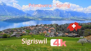 🇨🇭 - SWITZERLAND - SIGRISWIL - PART 5 - INTERLAKEN -Walking Tour beautiful villages- SUIZA - 4k