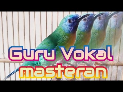 kinoy guru vokal MASTERAN TERAMPUH