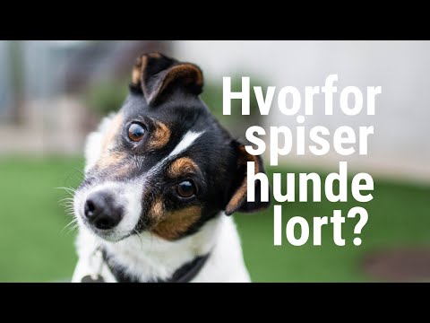 Video: Hvorfor gjør noen mannlige hunder knep å tisse?