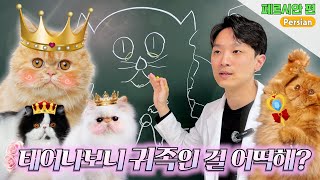 All about Persian cats | About cats EP.3 by 스튜디오 그냥 3,180 views 2 weeks ago 10 minutes, 41 seconds