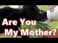 Starting A Bottle Calf