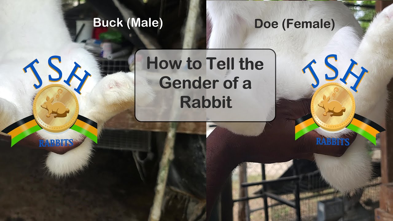 Jamaica Rabbit Farming: How to Tell the Gender of Rabbits - YouTube