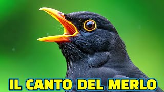 Il Canto del Merlo 🌞 La voce che incanta🌞 Una delle voci più belle della natura ▶️4K