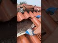 Roofers find unexpected surprise under tiles 🦇😲             🎥: Grupo EcoSul via ViralHog