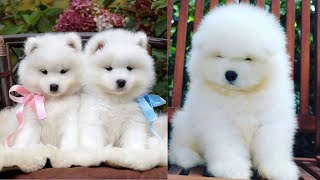 Cute & Funny Samoyeds Video Compilation 4K #4
