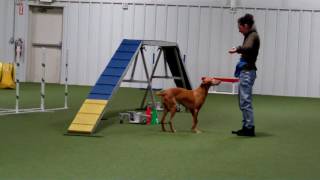 Keep watching as I stop during an agility run just to get LOVIN' fr...