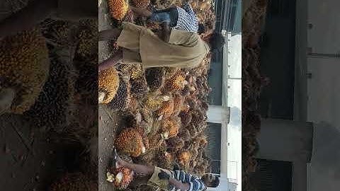 palm oil factory grading