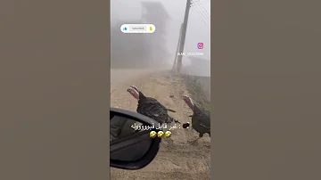 این ویدئو ببین تا غمهات و یادت بره Shortvideo طنز خنده دار 