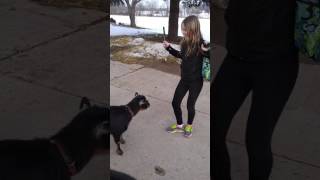 Girl Versus Goat 2 Girl Versus Goat 2
