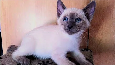 Watch the video about Baby Blue (my new Siamese kitten)