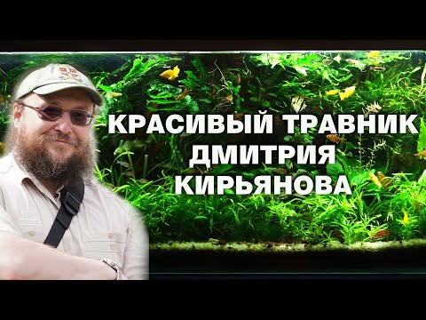 Видео: Красивый аквариум 240 литров Дмитрия Кирьянова. Новая Рубрика!