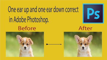 One ear up and one ear down correct in Photoshop | How to use clone stamp tool in photoshop