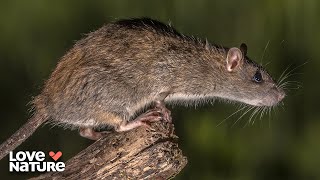 Street Ninjas with Whiskers: The Secret Lives of Urban Rats | Animal Empires 104