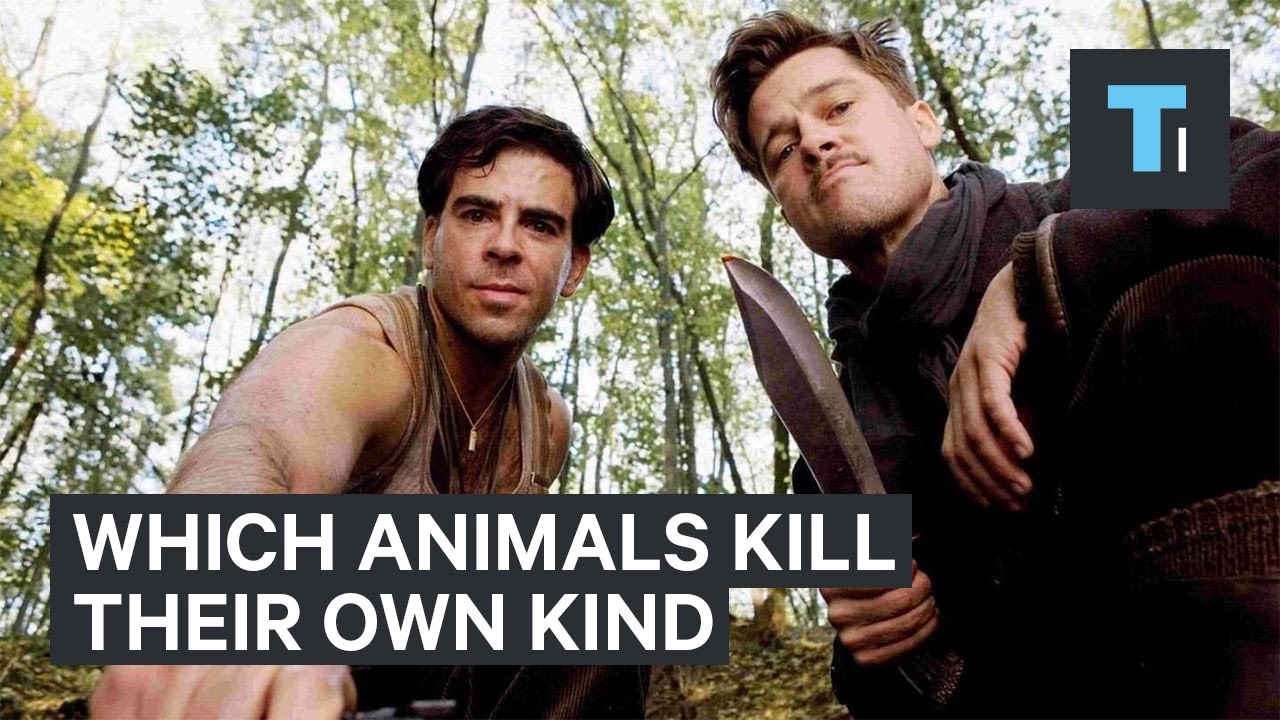 insider trading in india Studies show which animals kill the most of their own kind
