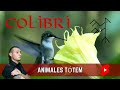 Colibrí Animal espiritual / #shorts #animaldepoder #animaldepodercolibri