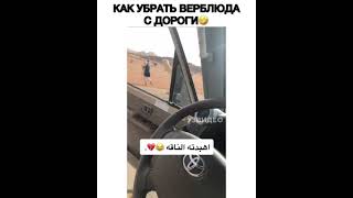 Как убрать верблюда с дороги 😂