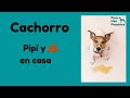 Cómo evitar que tu cachorro mini pincher haga pipi y caca en casa 💩😓