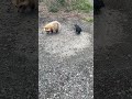 図に乗るカラスと気にしないタヌキたち。ついに、姫がキレ始めた