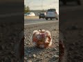 Apple decomposes and sprouts see